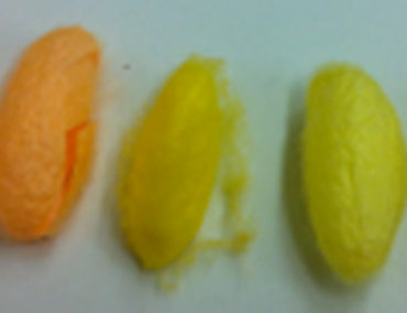 Le proteine della seta colorate